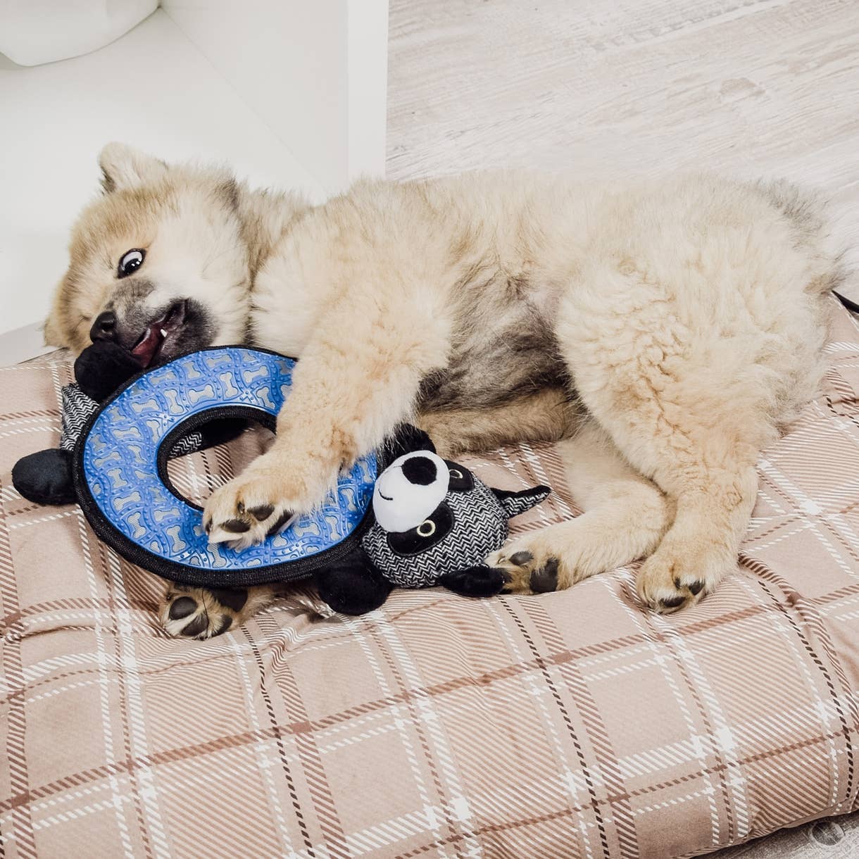 ne&no - Wholesale Pet Plush Toy - Dog - ne&no® Dog Toy Raccoon - squeaks and rustles1