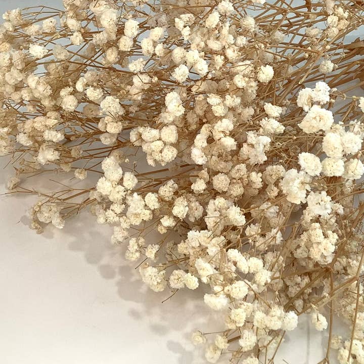 Honeybee and Blossom - Wholesale Dried/Pressed Flowers - Dried baby’s breath flowers3