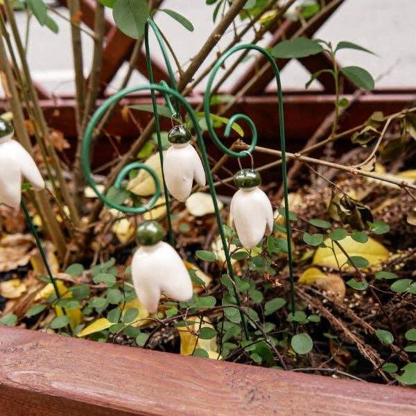 bucaneve per la vendita all'ingrosso da parte di NaturoTheke