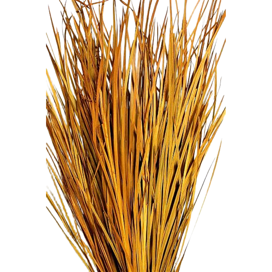 Botanico Ltd. - Vente Fleur séchée/pressée - Herbe Sauvage2