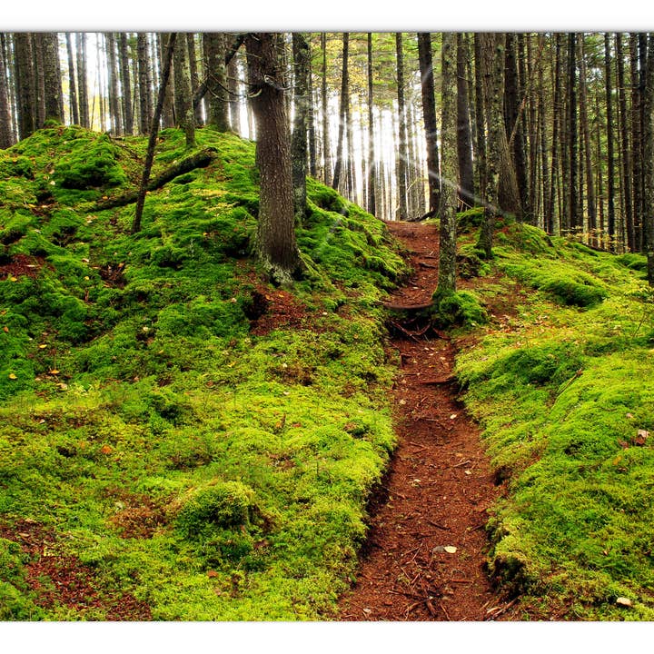 Pittsburg Fairytale Forrest Glass Panel by Chris Whiton for wholesale by American Brand Studio