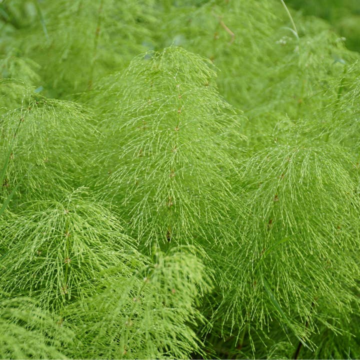Artemisia annua bloesemessentie voor wholesale door Kreutherkraft Manufaktur
