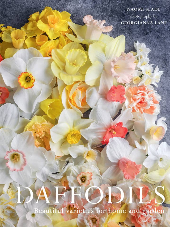 Daffodils: Beautiful Varieties for Home and Garden for wholesale by Gibbs Smith