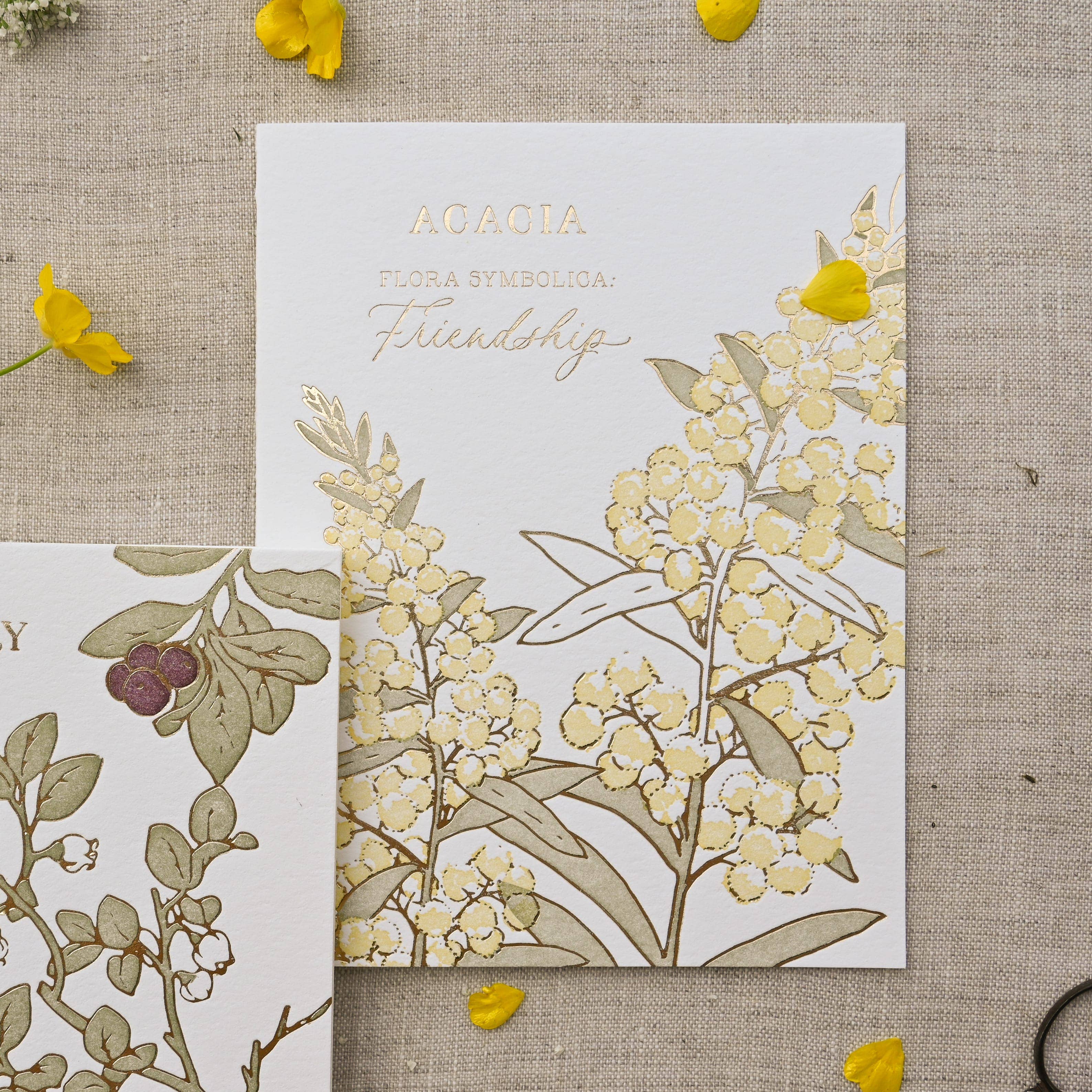 Ciarra Claire - Wholesale Friendship Card - Acacia | Language of Flowers Greeting Card3