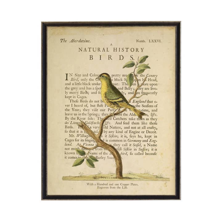The Aberduvine On A Natural History Of Birds Title Bookplate for wholesale by Antique Curiosities Inc