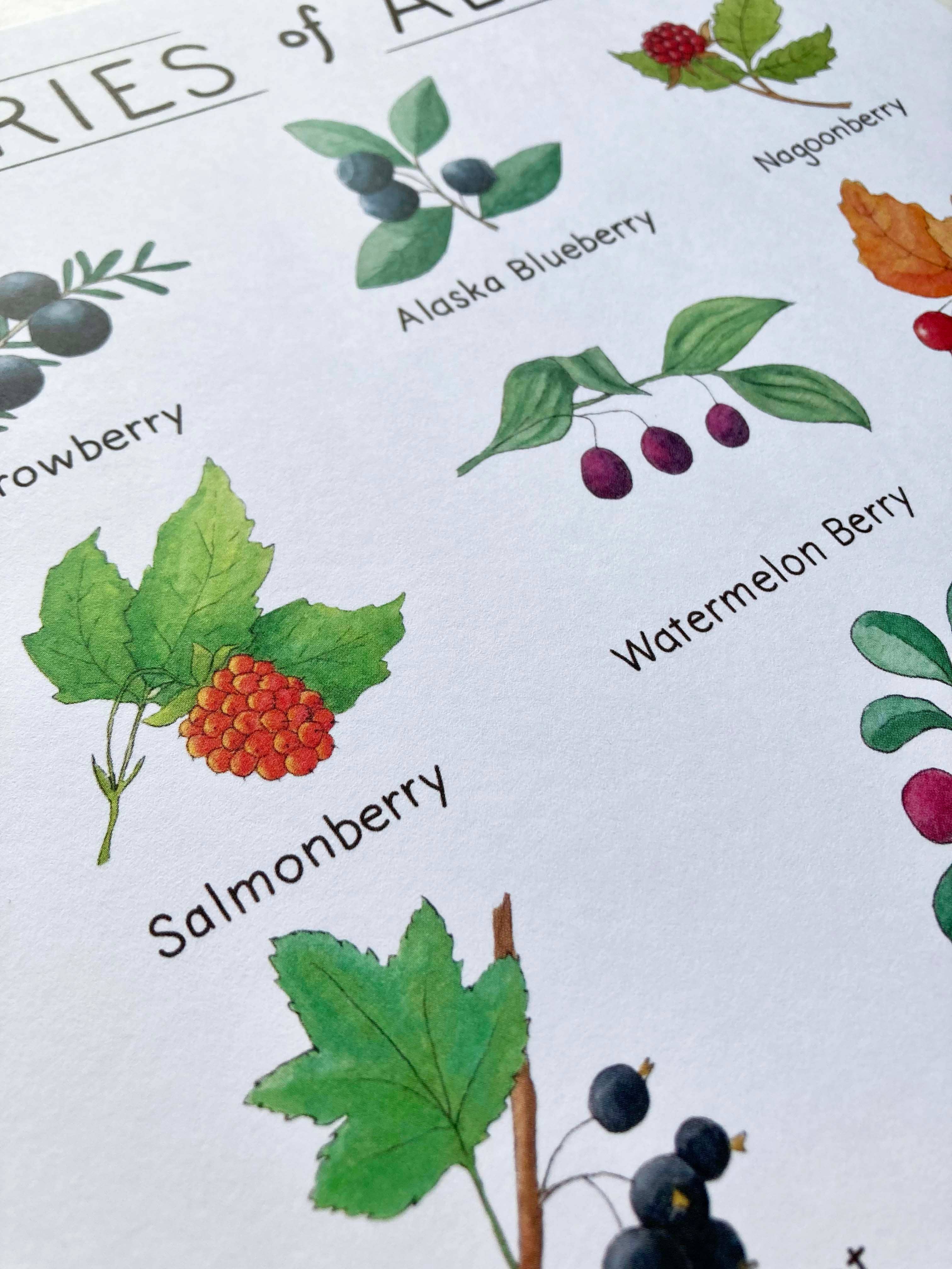 Tiny Nest Studio - Vente Affiche d'art - Impression artistique sur les baies d'Alaska4