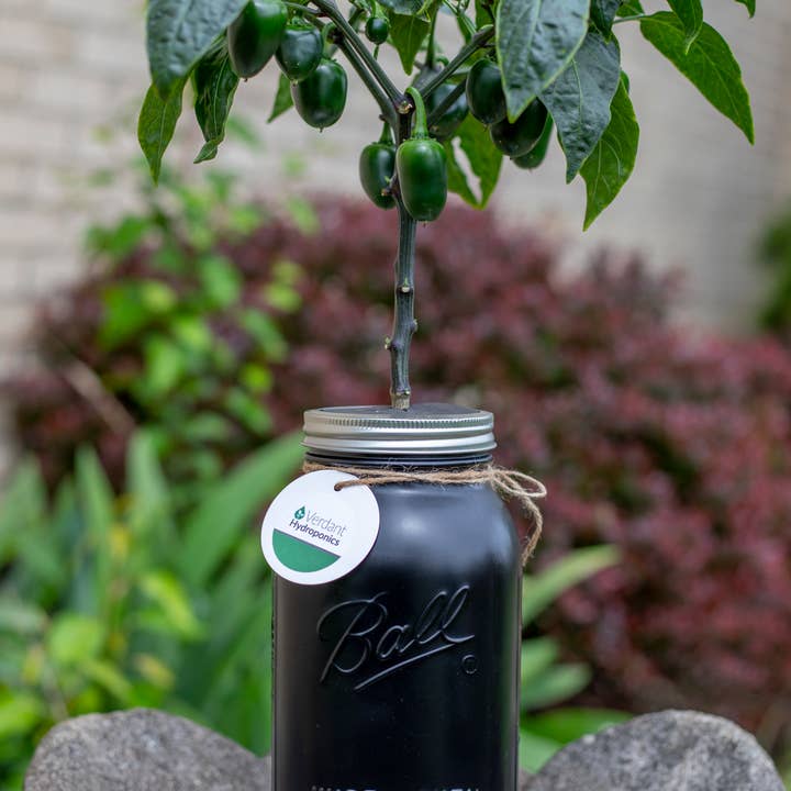 Verdant Hydroponics - Wholesale Plant Seeds - Hydroponic Pepper Growing Kit