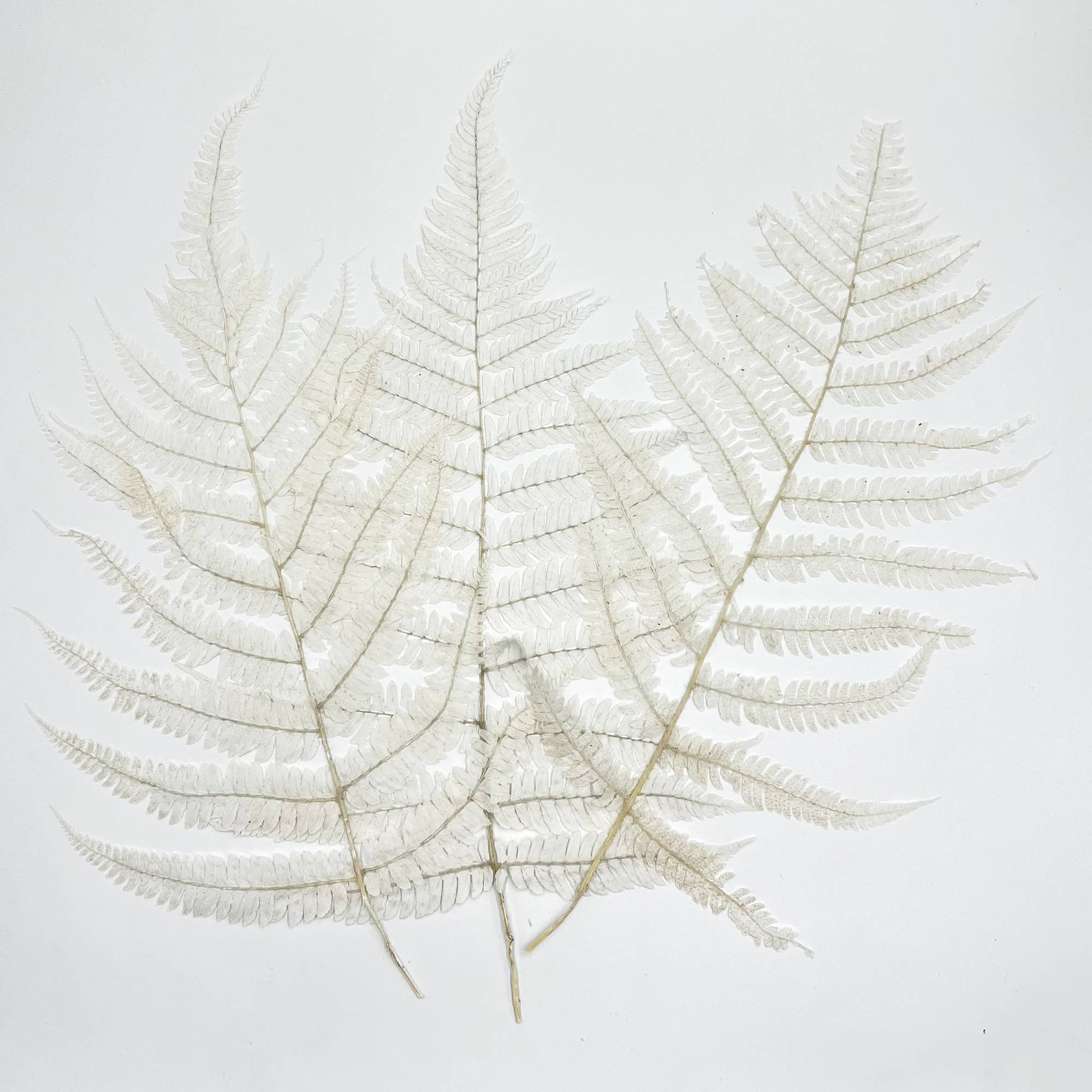 2626 Designs - Wholesale Dried/Pressed Flowers - Dried Preserved Fern 14"24