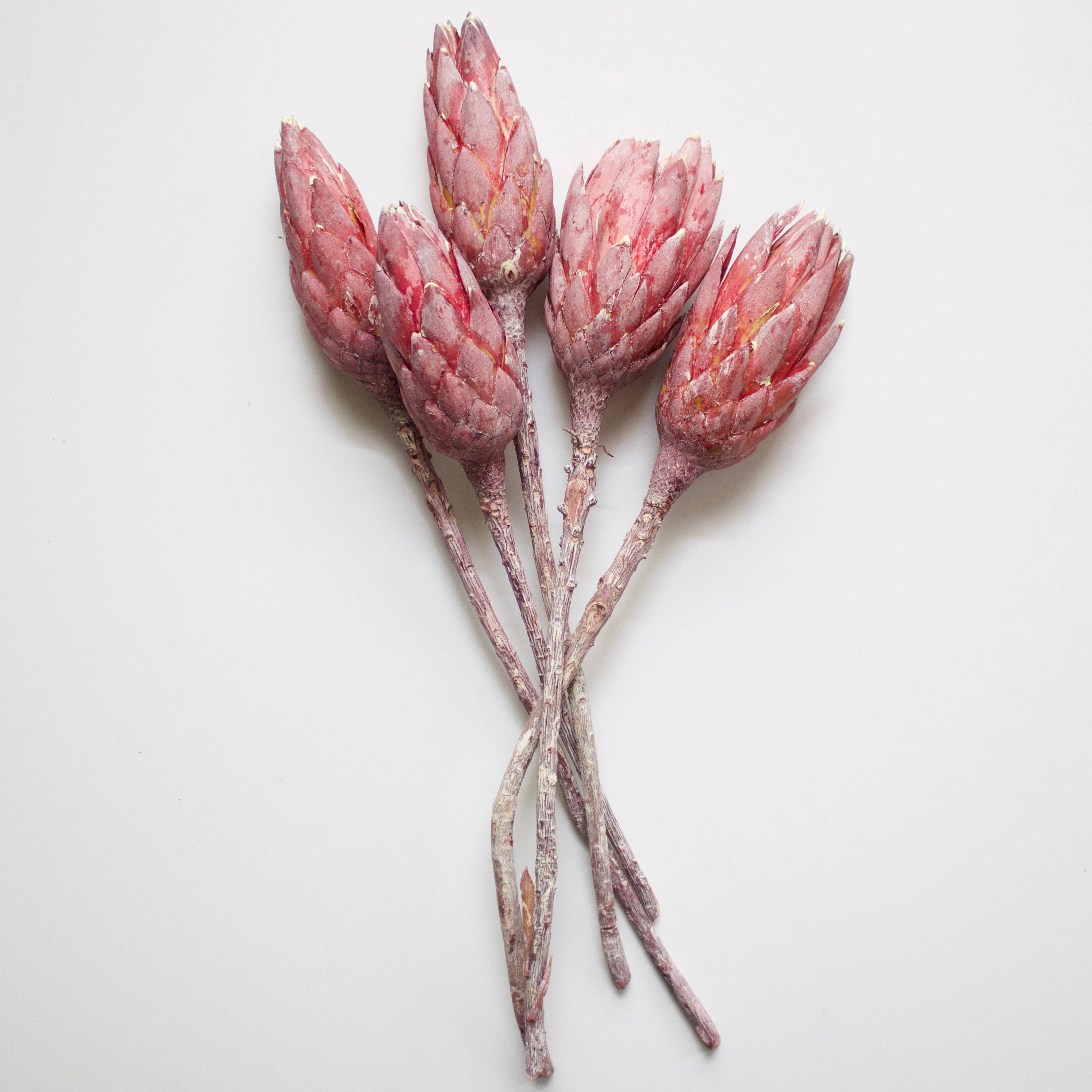 Roxanne's Dried Flowers - Wholesale Dried/Pressed Flowers - Protea  - Repens6