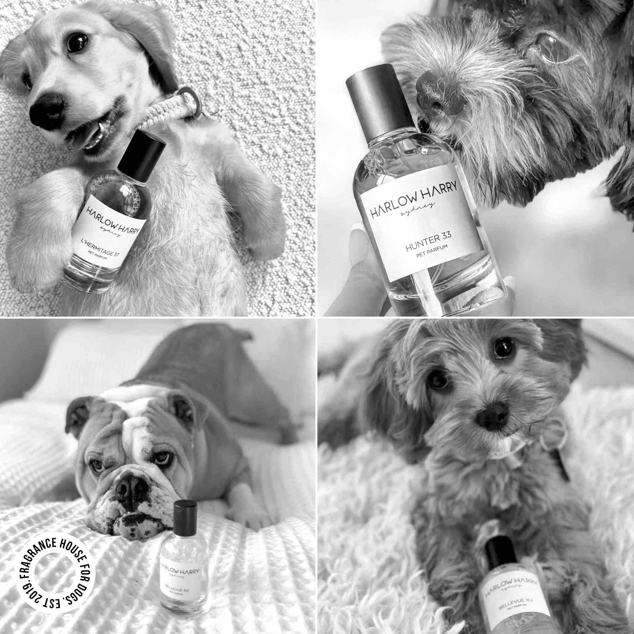 HARLOW HARRY – wholesale Pet spray – Dog – Dog Perfume | Hunter 3311
