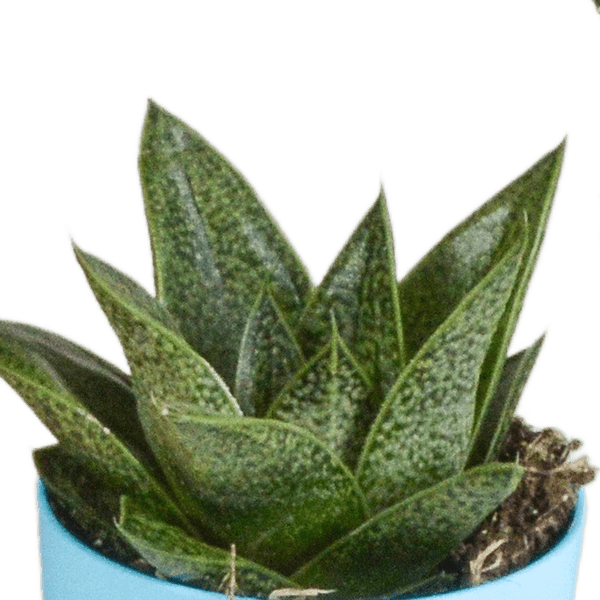 Oasis of Life – wholesale Succulent – Succulent Mix Gasteria & Haworthia – 5 Plants – Ø5.5cm Houseplants in Plastic Pot with Wooden Legs – Various Mini Succulents – Easy-Care Plants for Windowsill, Office & Living Room5