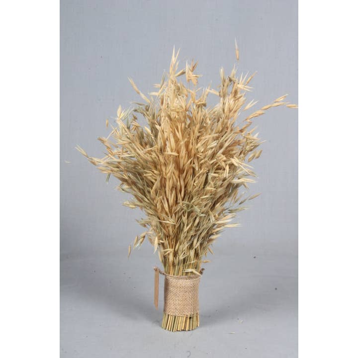 20" Dried Grass Bloom Bundle, 120g for wholesale by Tremont Floral Supplies