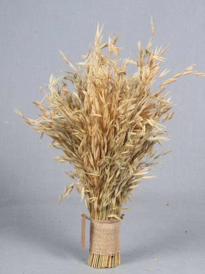 20" Dried Grass Bloom Bundle, 120g for wholesale by Tremont Floral Supplies