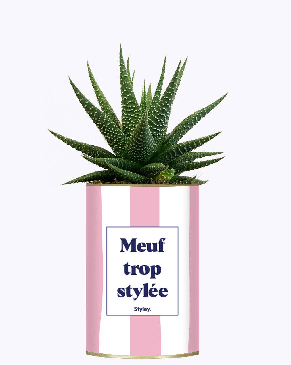 Styley - Wholesale Succulent - Meuf Trop Stylée - Plante2