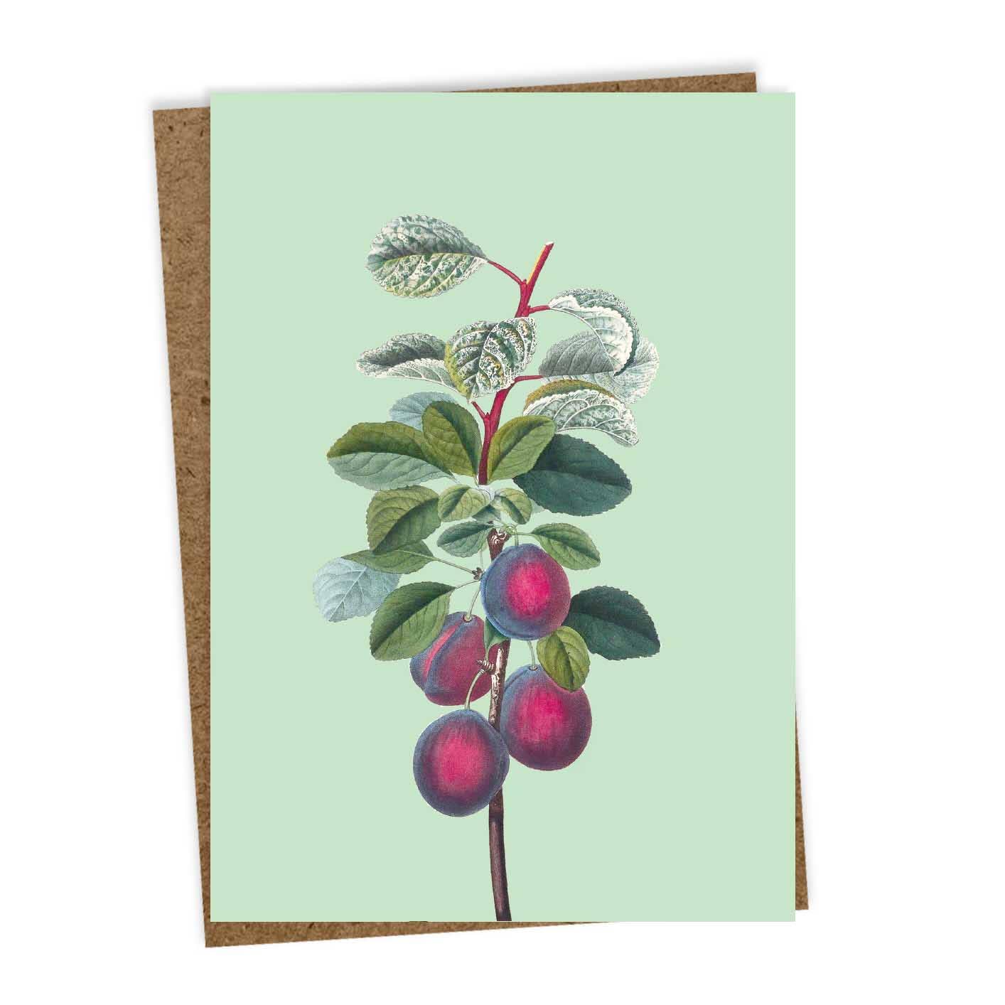 30x40 - Wholesale Gewone wenskaart - Pruimen Wenskaart0