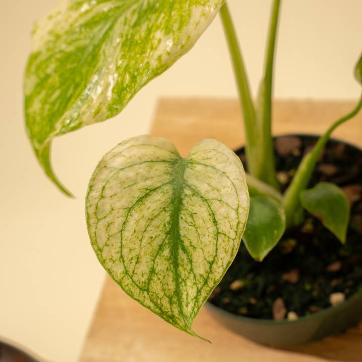 BWH Plant Co - Wholesale Live Plant - 3.5" Monstera 'Mint'6