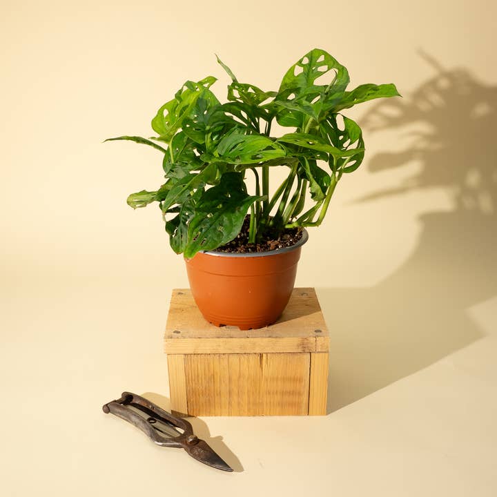 BWH Plant Co - Wholesale Live Plant - 6" Monstera Adansonii 'Swiss Cheese' Wide Form (Hanging Basket)
