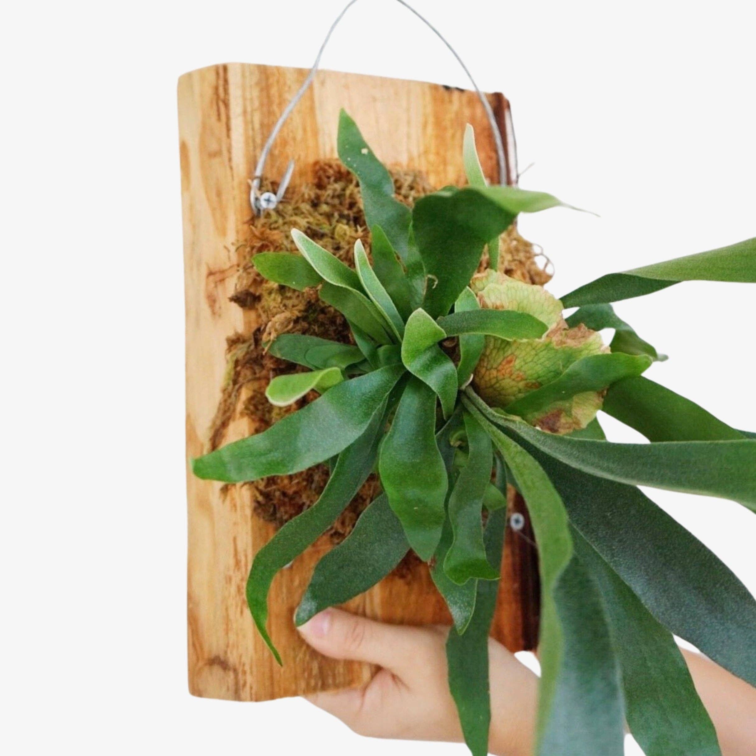 Filtrum Home - Wholesale Live Plant - Mounted Staghorn Fern1