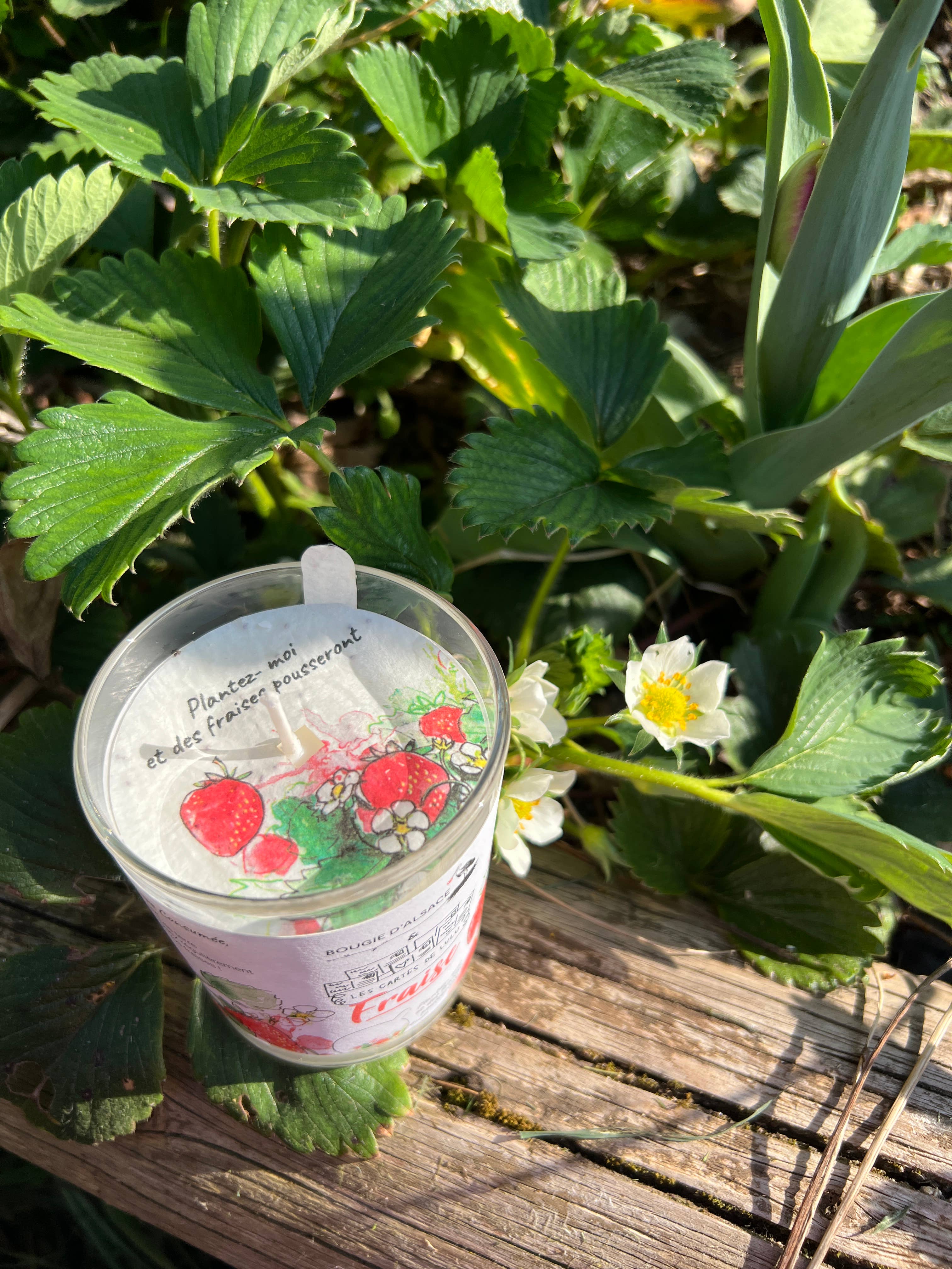 Les cartes de Lulu - Wholesale Novelty Candle - Candles to plant the cards of Lulu x Bougie d'Alsace2