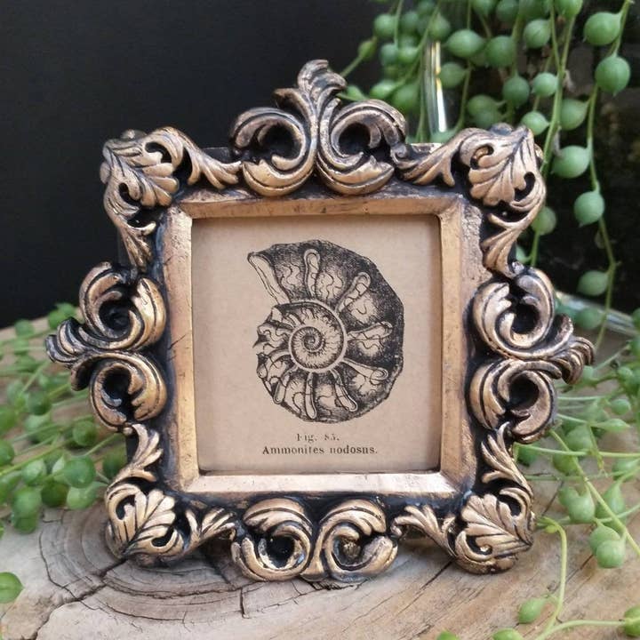BoyPilot Goods - Wholesale Art Print - Mini Vintage Framed Print - Raccoon, Frog, Deep Sea and More
