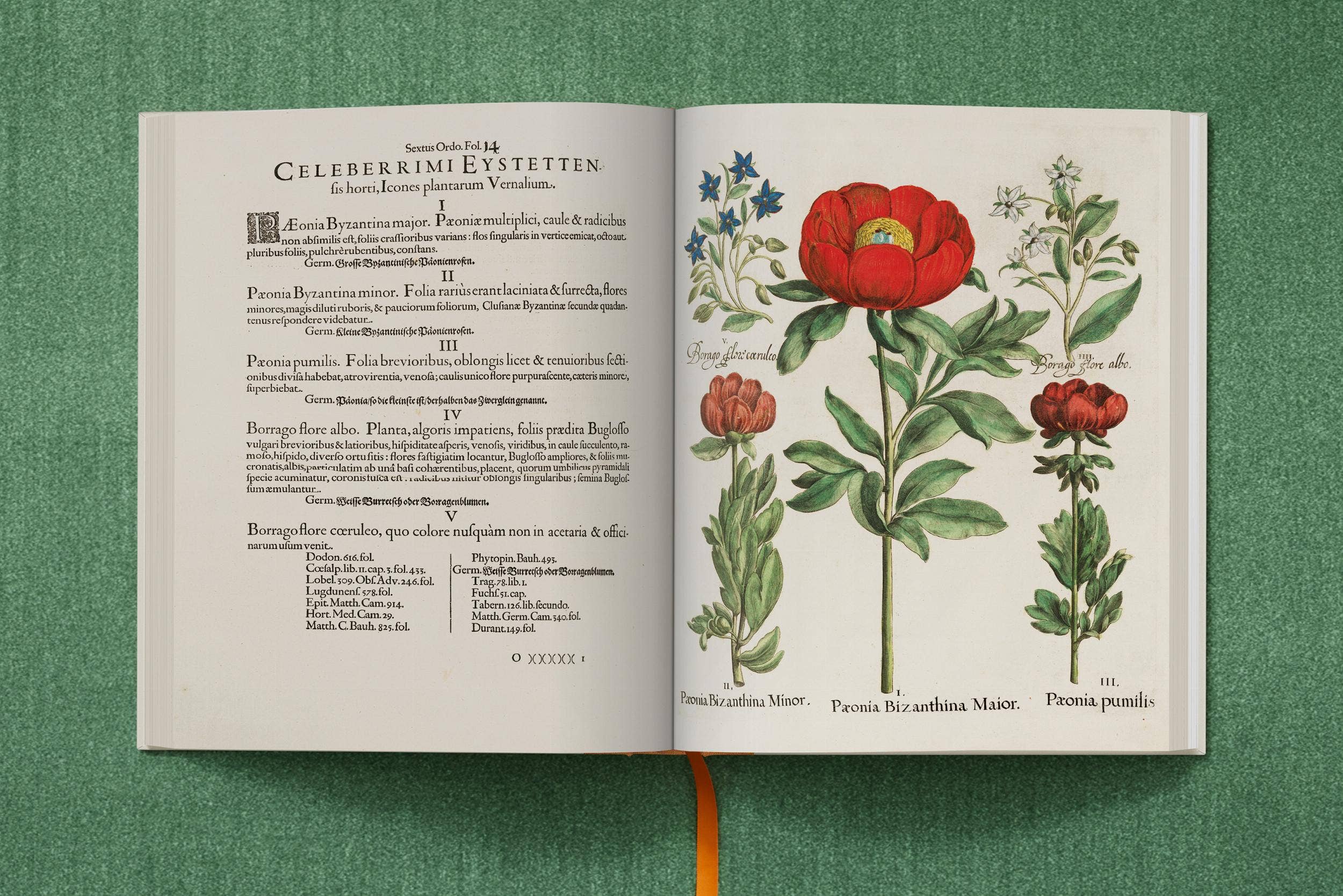 TASCHEN Europe – wholesale Nature & outdoors book – Basilius Besler. The Garden at Eichstätt (German, French, English)8