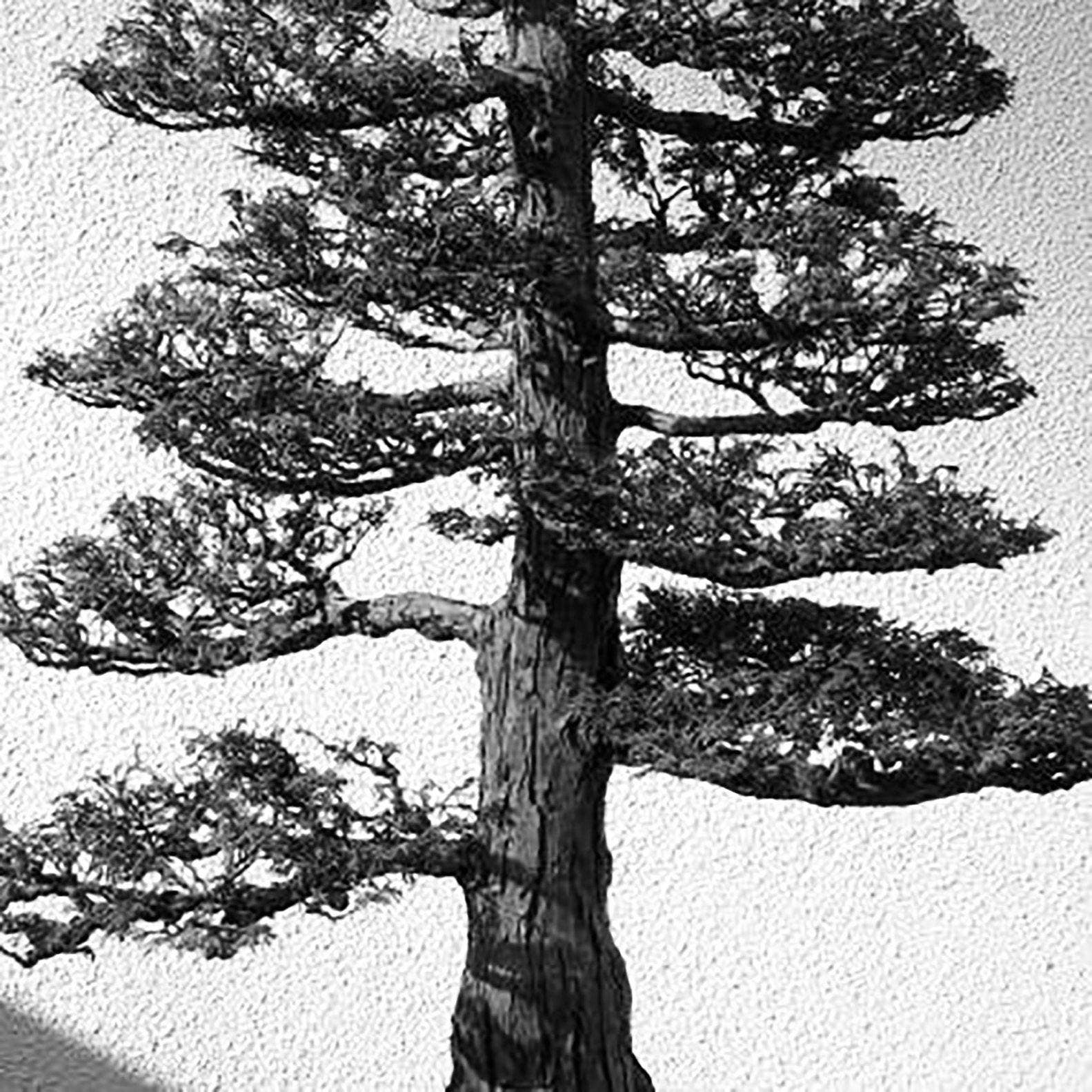 MIZU - Wholesale Jar/Filled Candle - Hinoki Essential Oil Candle1