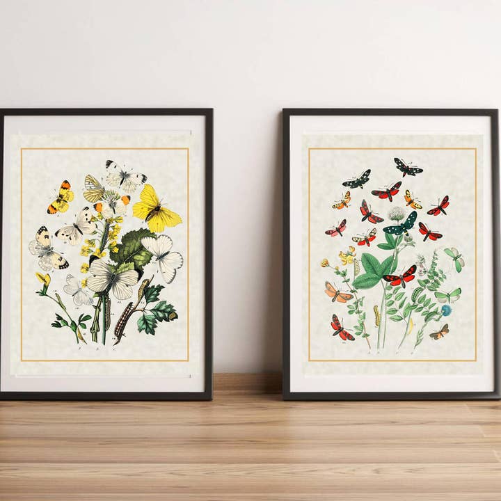 Magnifique Hearts - Wholesale Art Print - Art Prints, Butterflies Vintage Styled Prints, High Quality, Entomological Art, Wall Art, Gift Idea, Home Décor, Rustic Farmhouse, Artistic