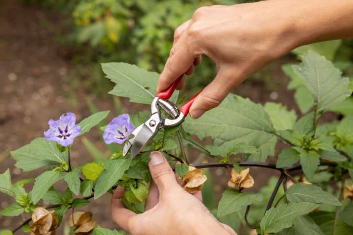 Fallen Fruits Ltd – wholesale Garden tool – GT81 - Pruner1