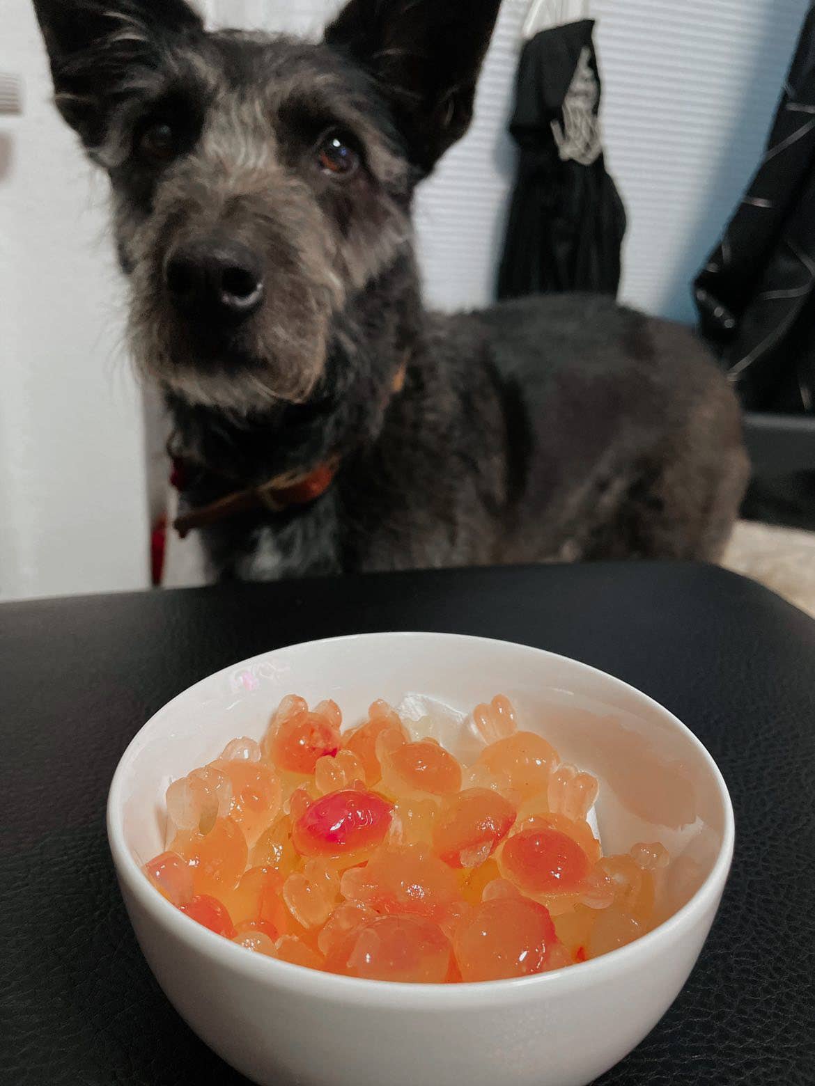 Meister Handelsmarken GmbH - Wholesale Pet Food - Dog - DOG JAM BRATWURST4