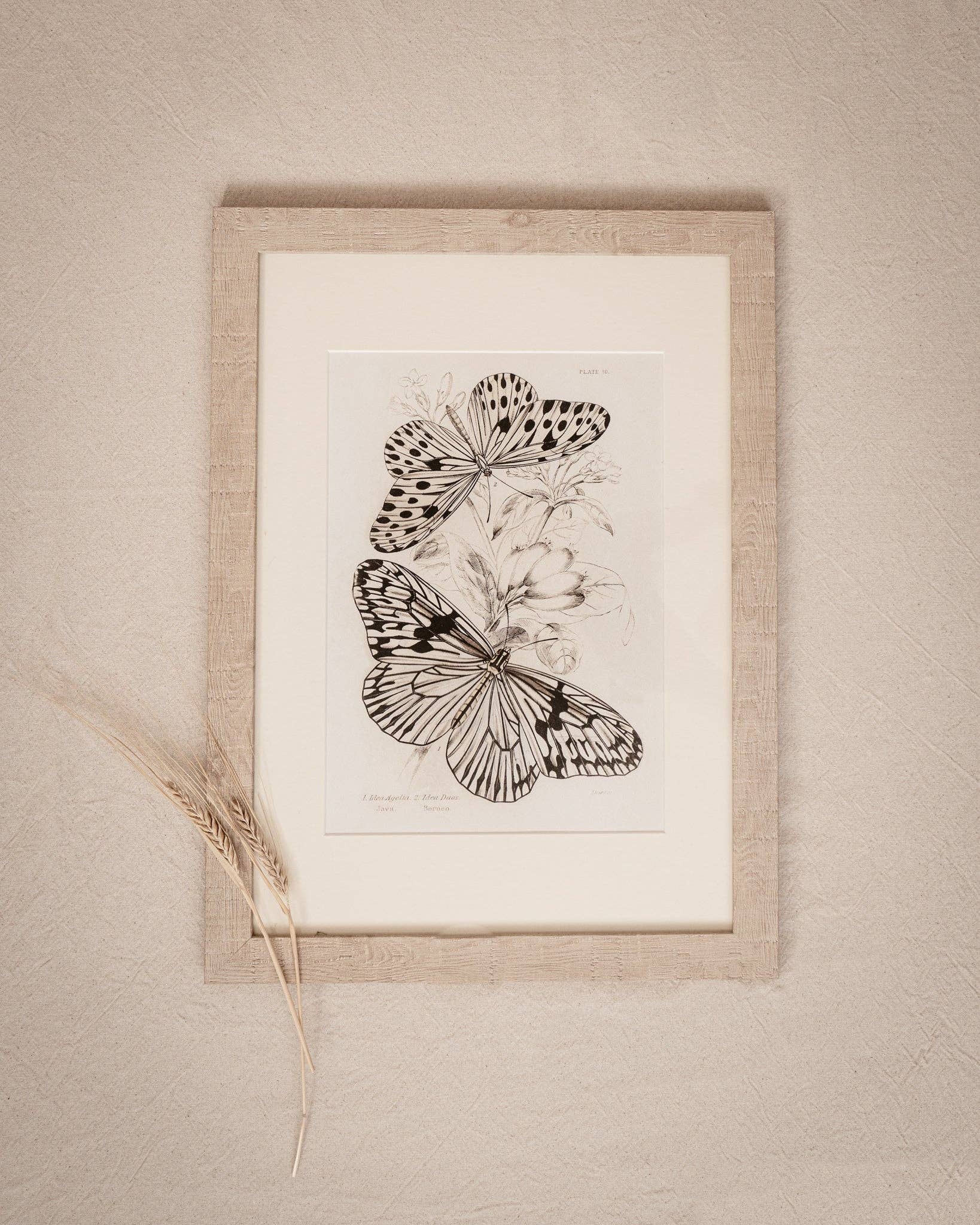 Coultura - Wholesale Gallery Wall Set - Framed Set of Four Vintage Butterfly Art Prints 01 (Sand Frame Collection)6