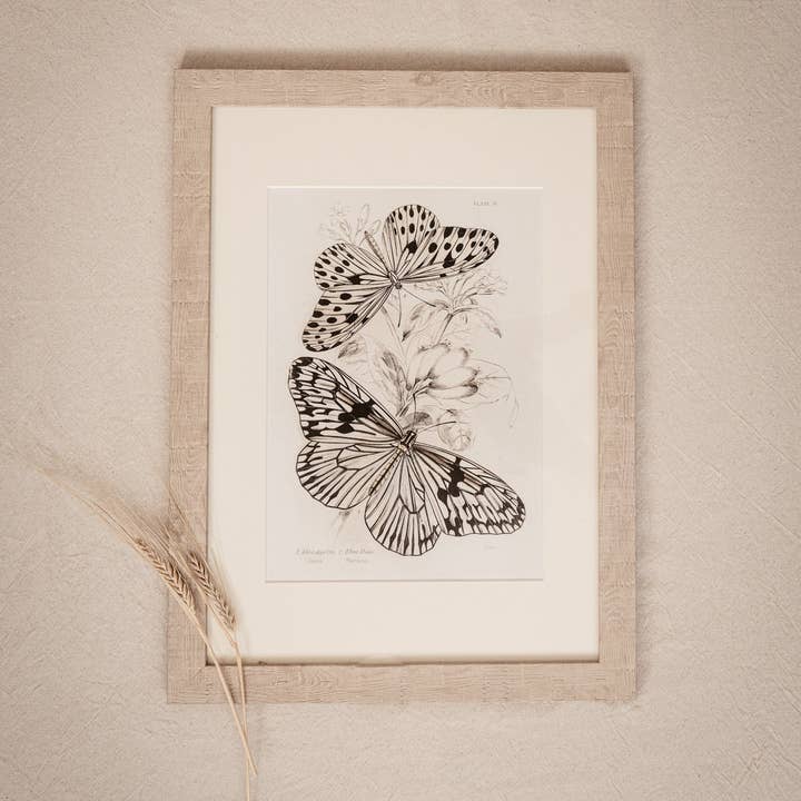 Coultura - Wholesale Gallery Wall Set - Framed Set of Four Vintage Butterfly Art Prints 01 (Sand Frame Collection)6