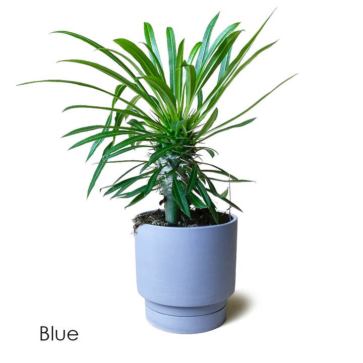 Chive - Vente Pot - Cache-pot d'intérieur en céramique Casey avec arrosage automatique