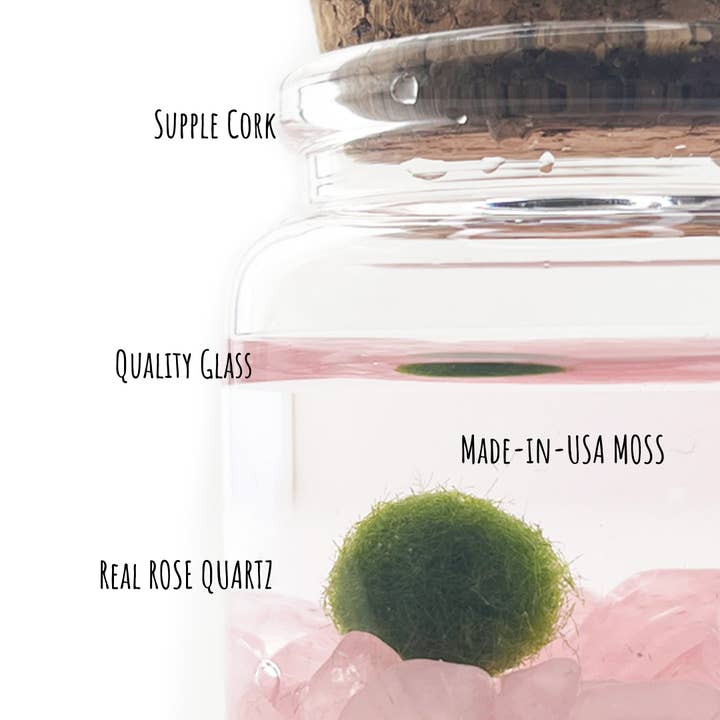 Moss Amigos | Moss Ball Terrariums - Wholesale Live Plant - Small Marimo Moss Ball Terrarium with Rose Quartz Gemstones3