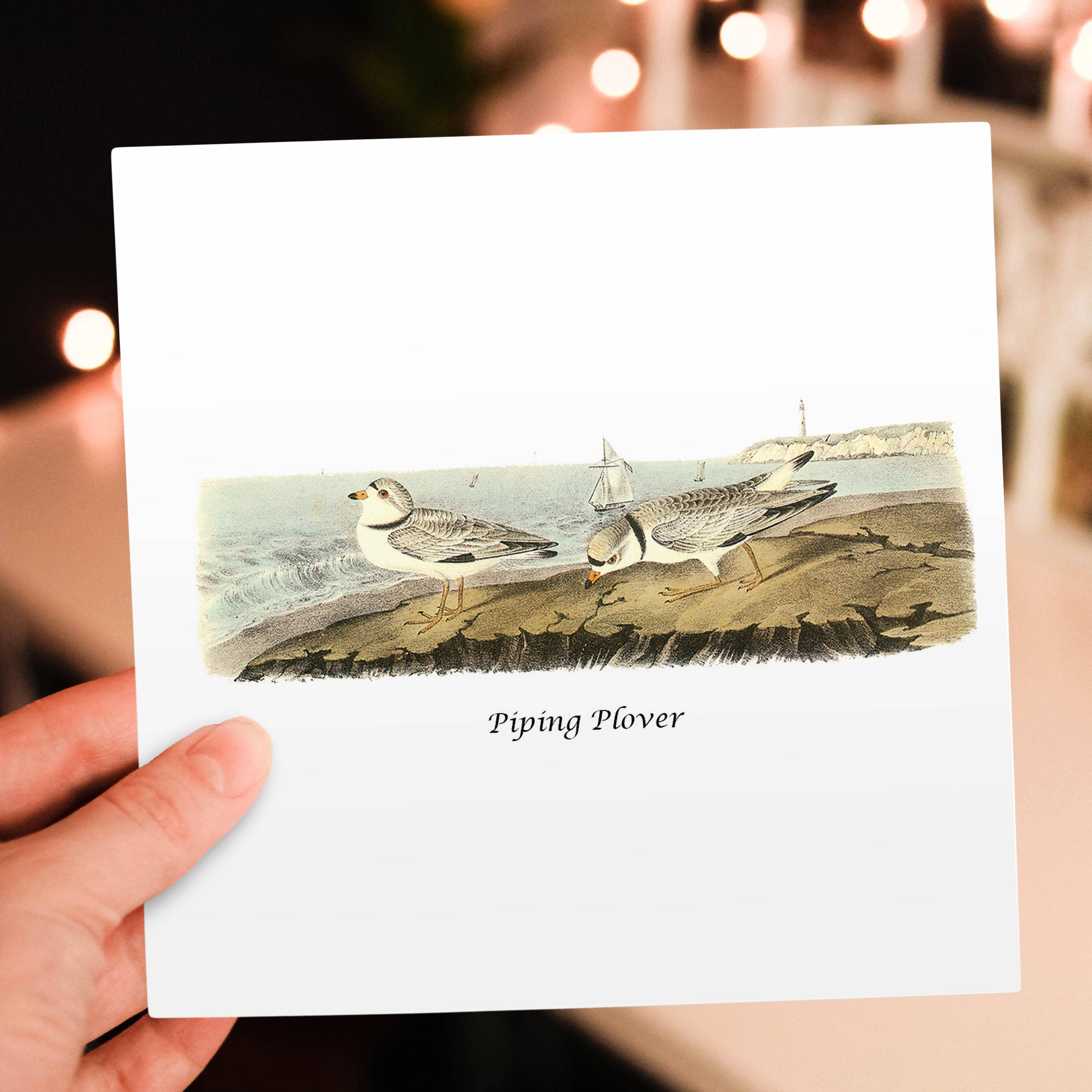 3dRose - Wholesale Everyday Greeting Card - 3dRose, Piping Plover by John James Audubon, Greeting Card5