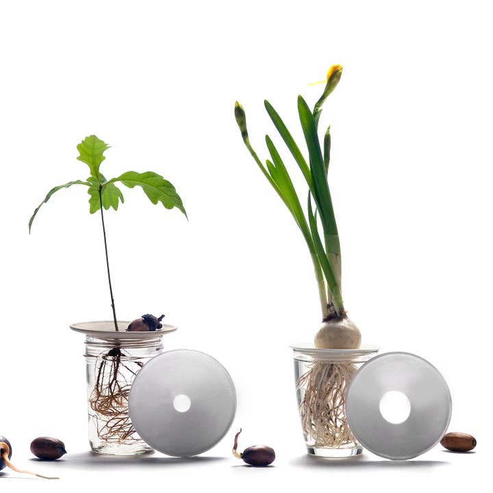 Botanopia - gifts , decor and cards for plant lovers - Wholesale Plant Seeds - Deluxe Gift Box – Germination & Propagation in water2