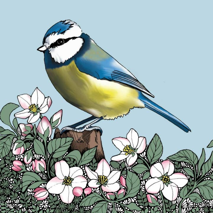 Blaumeise für den Großhandel von Alff a Bet Design