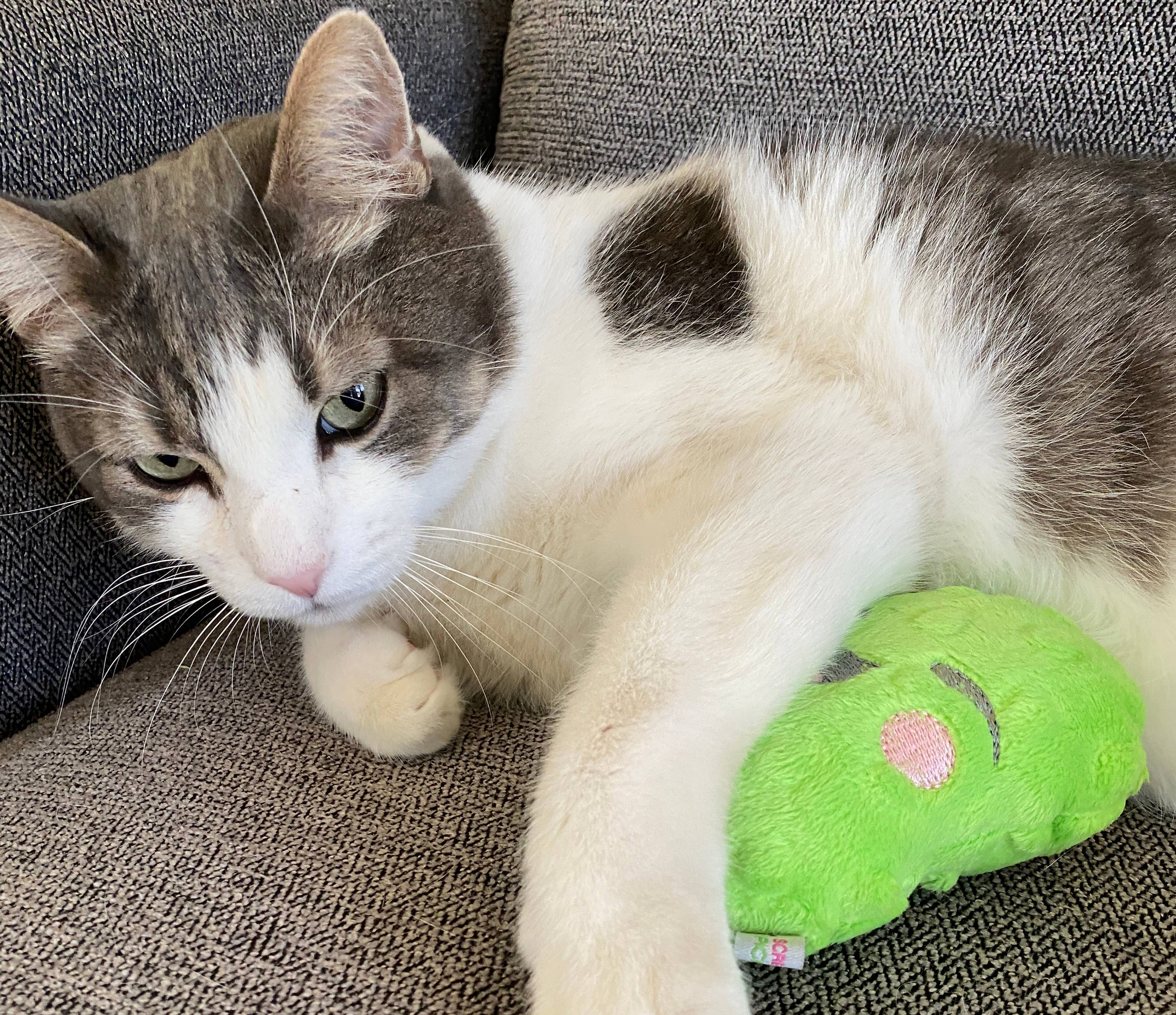 Screaming Pickles - Vente Jouet couineur – chien - Jouets pour animaux de compagnie faits à la main - Catnip/Dog Squeaker Mini Pickle17