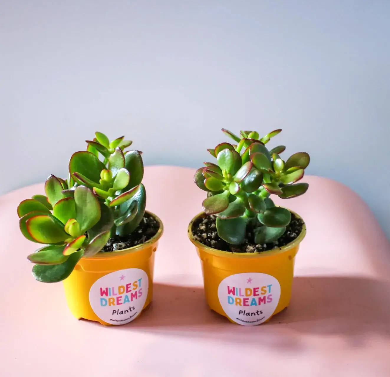 Wildestdreams.flowers – Engroshandel Ægte plante – Pengetræ, Levende Jadeplante, Lykkebringende Jadeplante0