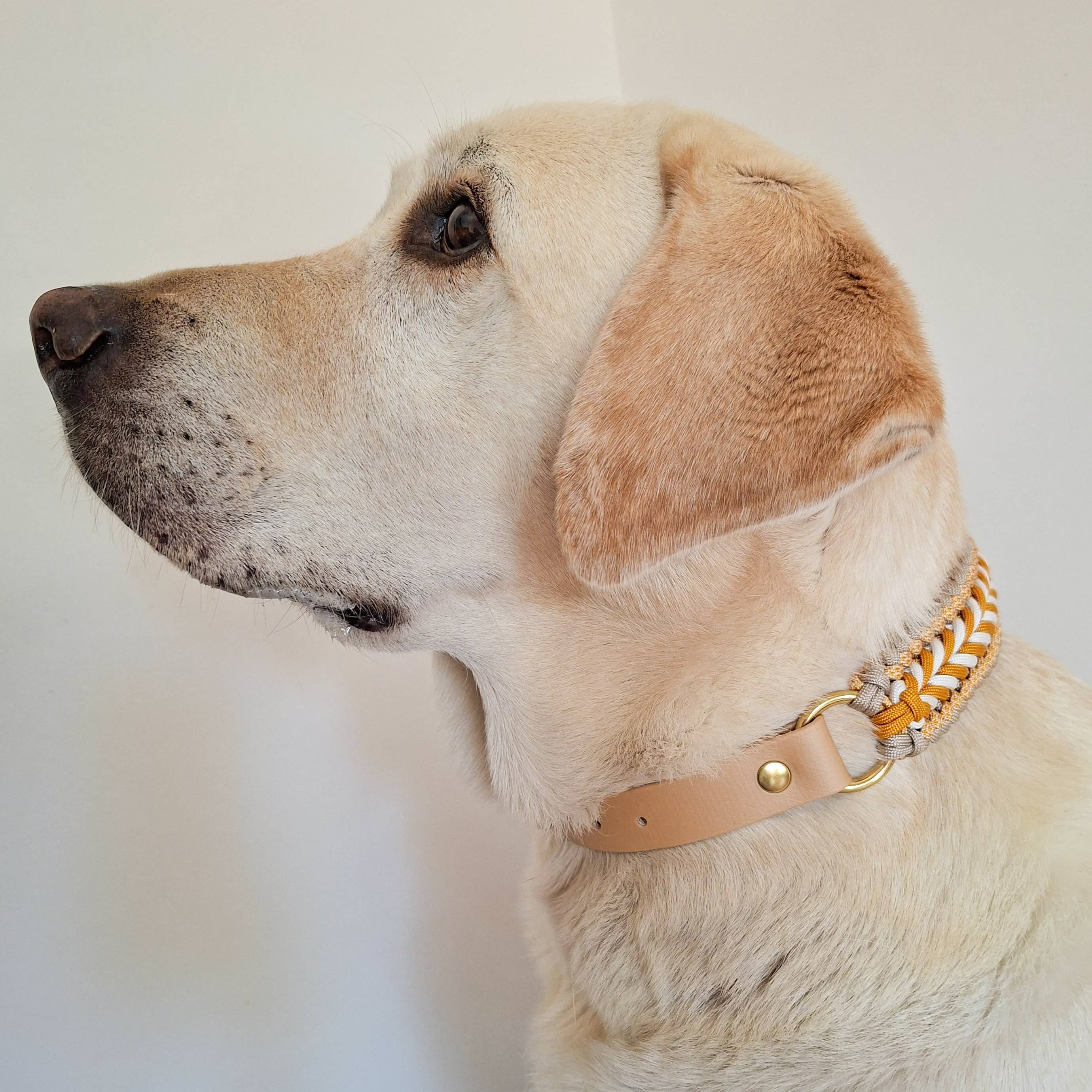 Truffe & Flair - Wholesale Pet Collar - Dog - Braided Dog Collar - Biothane/Paracord - Yellow1