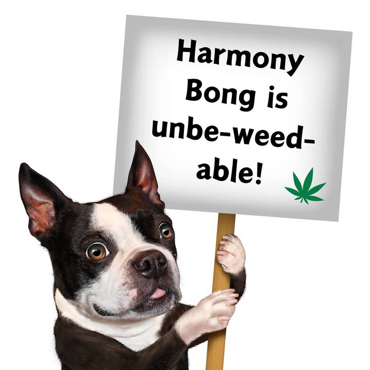 PAW:20 - Wholesale Pet Squeaky Toy - Dog - My Name is Harmony Bong | Funny Parody Dog Toy 11
