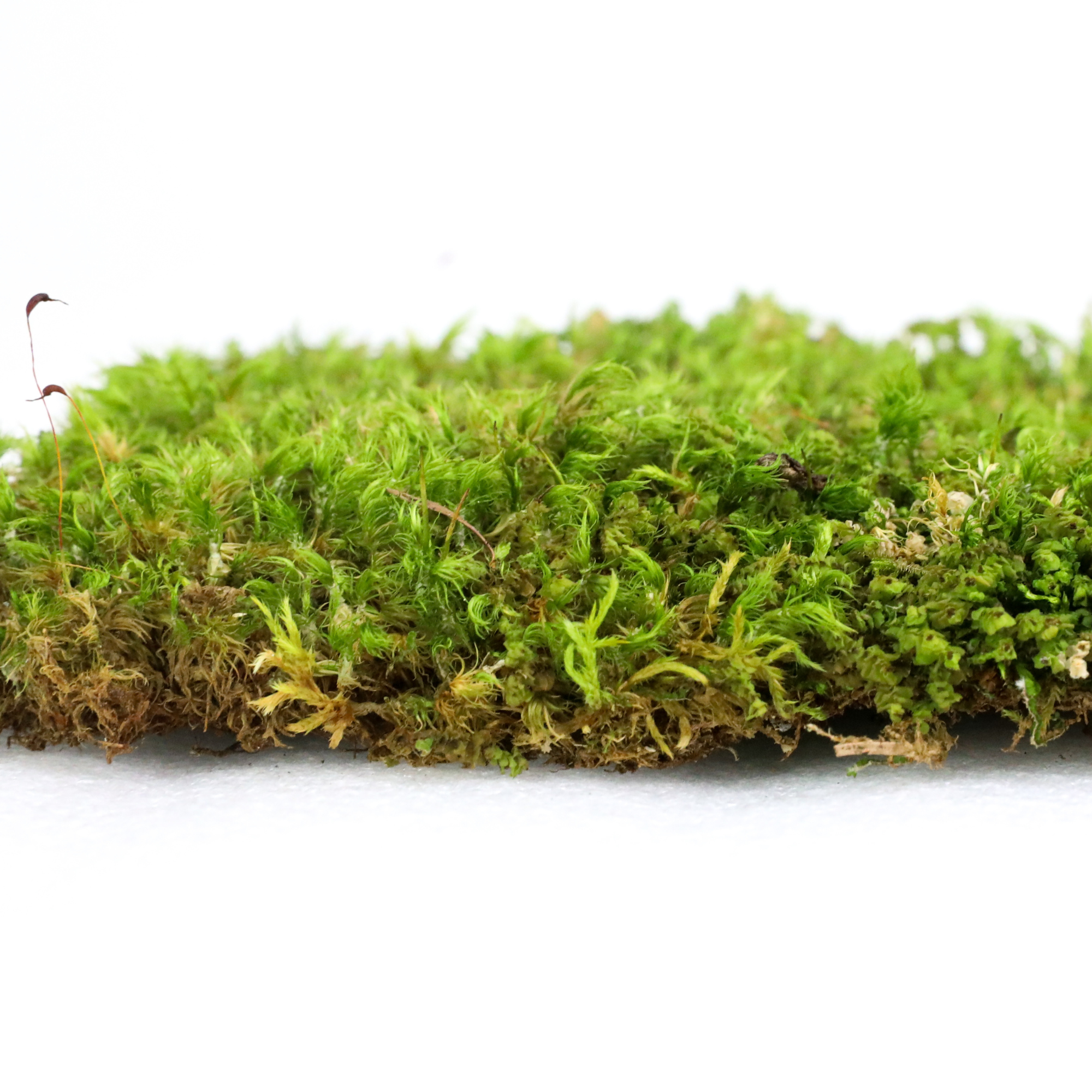 Mossify - Wholesale Live plant - Live Mood Moss – Dormant 6x6" Squares, Hand-Harvested10