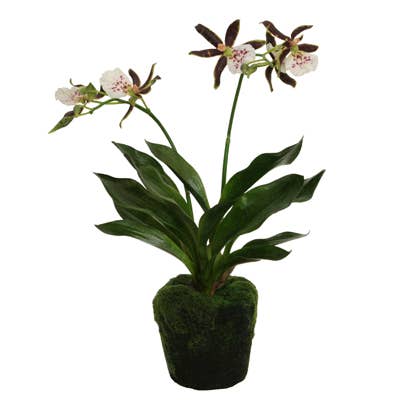 orchidée zygo dans le sol 43 cm brun-rose pour la vente par Floratexx