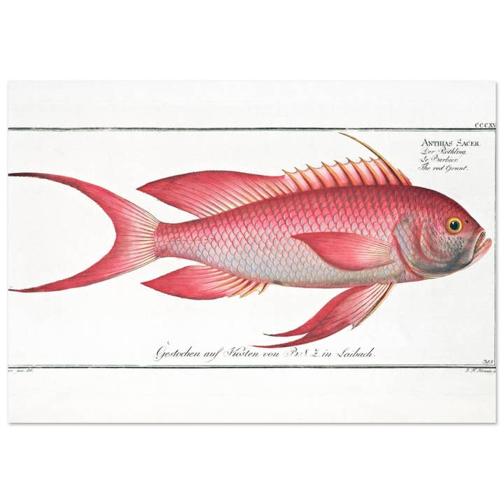 Anthias Racer for wholesale by Maison de Paloma