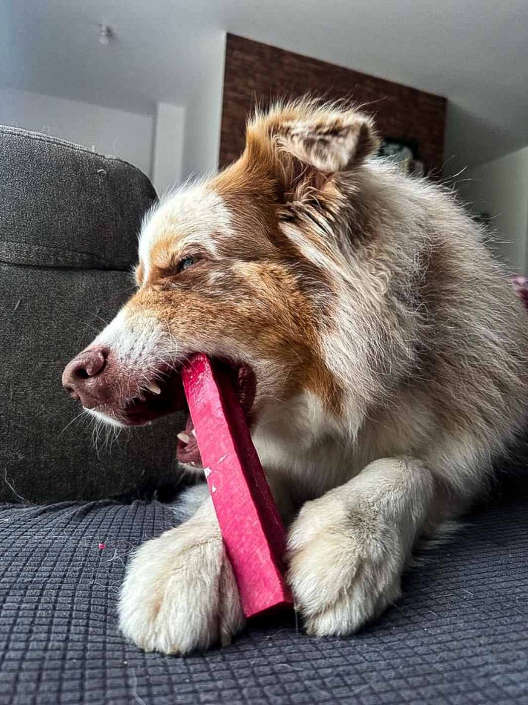 Truffe Délice - Wholesale Pet Treats - Dog - Yak cheese19