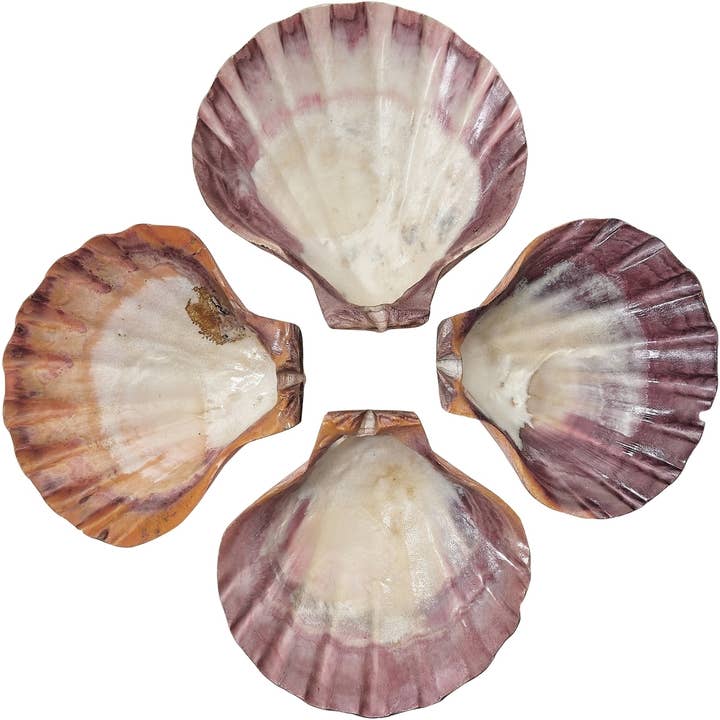 HS Seashells - Wholesale Decorative Tabletop Object - Lion's Paw Orange & Brown Scallop Polished 5" & Up1