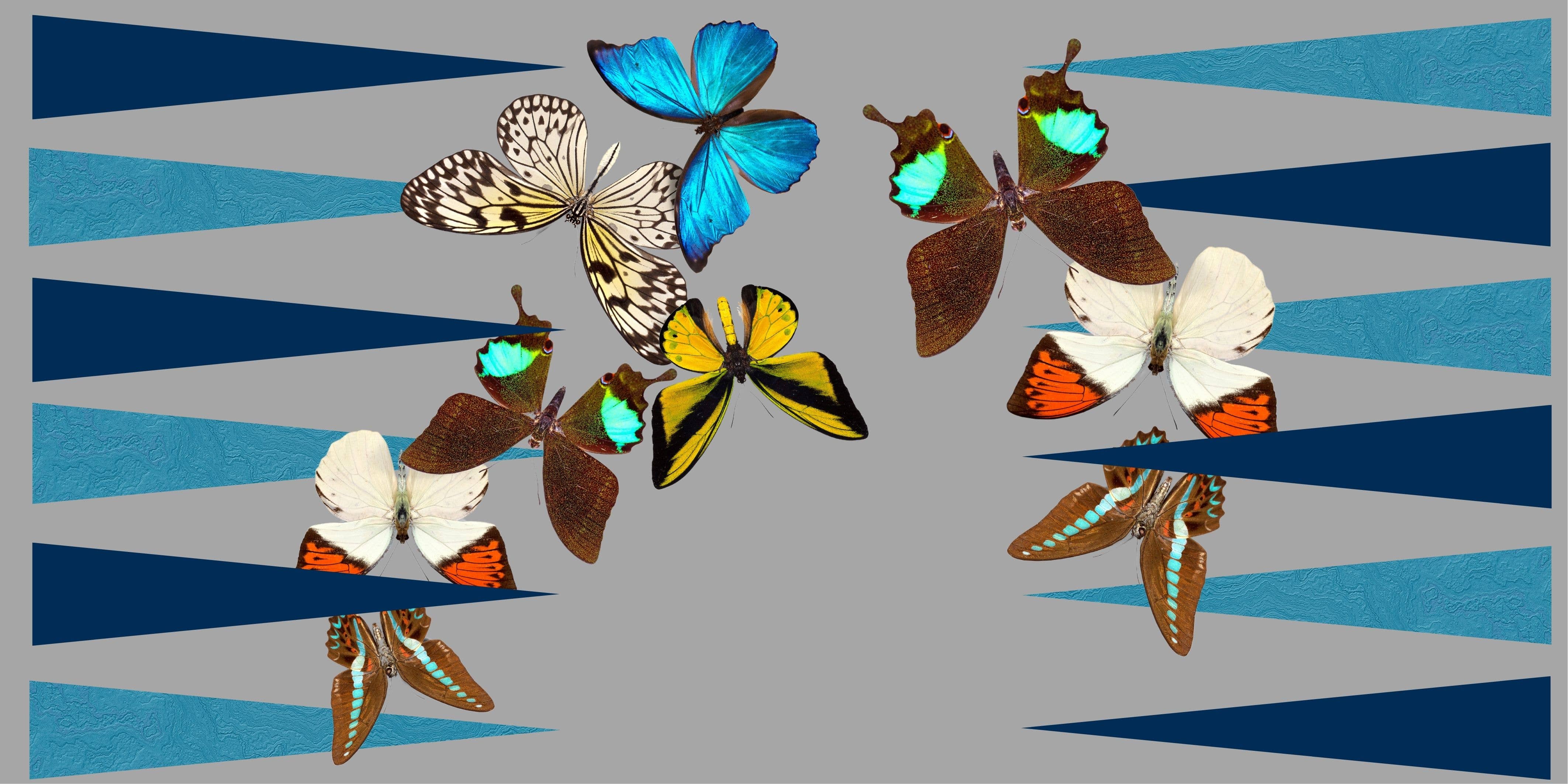 Maven Home - Wholesale Board Game - Game, Backgammon- Grey Butterfly1