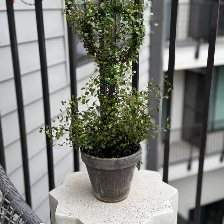 Live Woven Angel Vine « Lollipop » en pot de 6 pouces pour la vente par Sunrise Topiaries