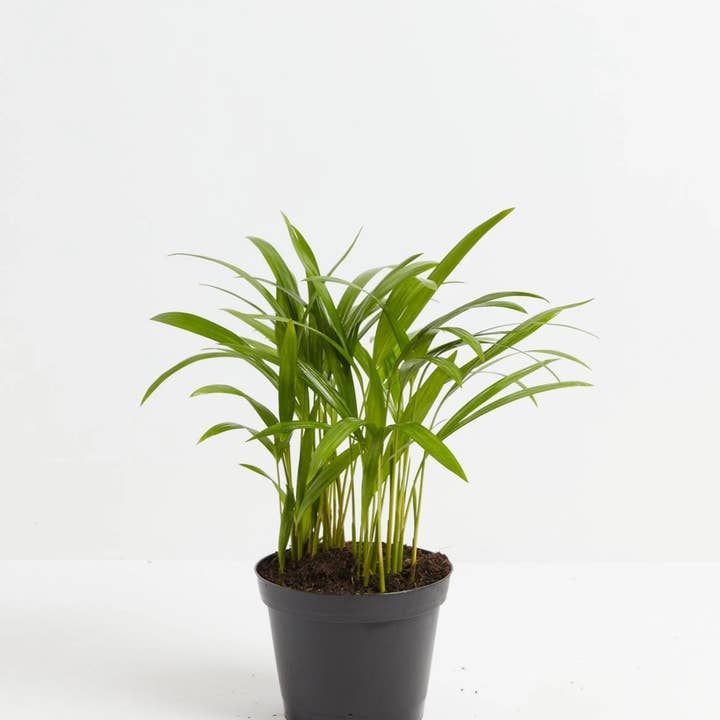 Lively Root - Wholesale Live Plant - Areca Palm Indoor Tree