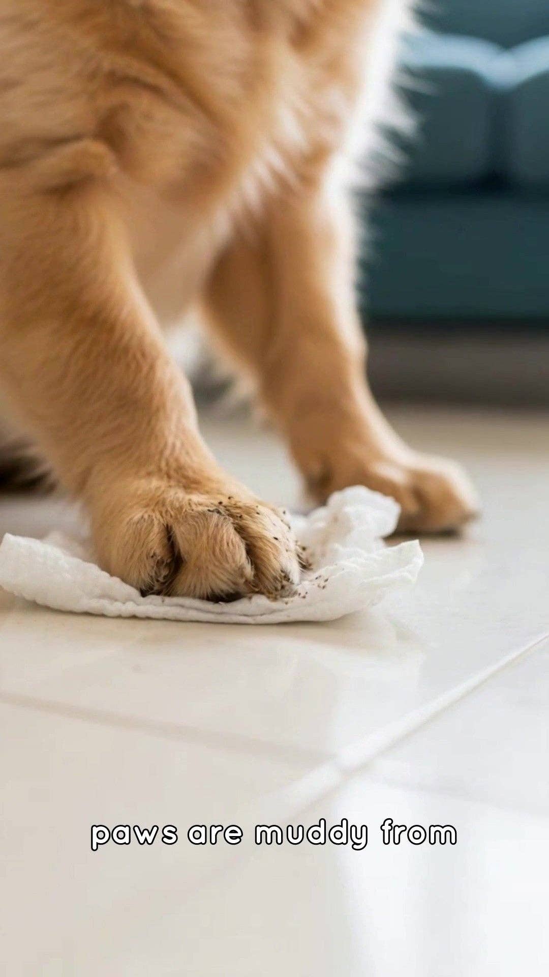 Mettalusso Inc - Wholesale Pet Cleaning Supplies - Mettalusso More Vegan Pet Cleansing Wipes3