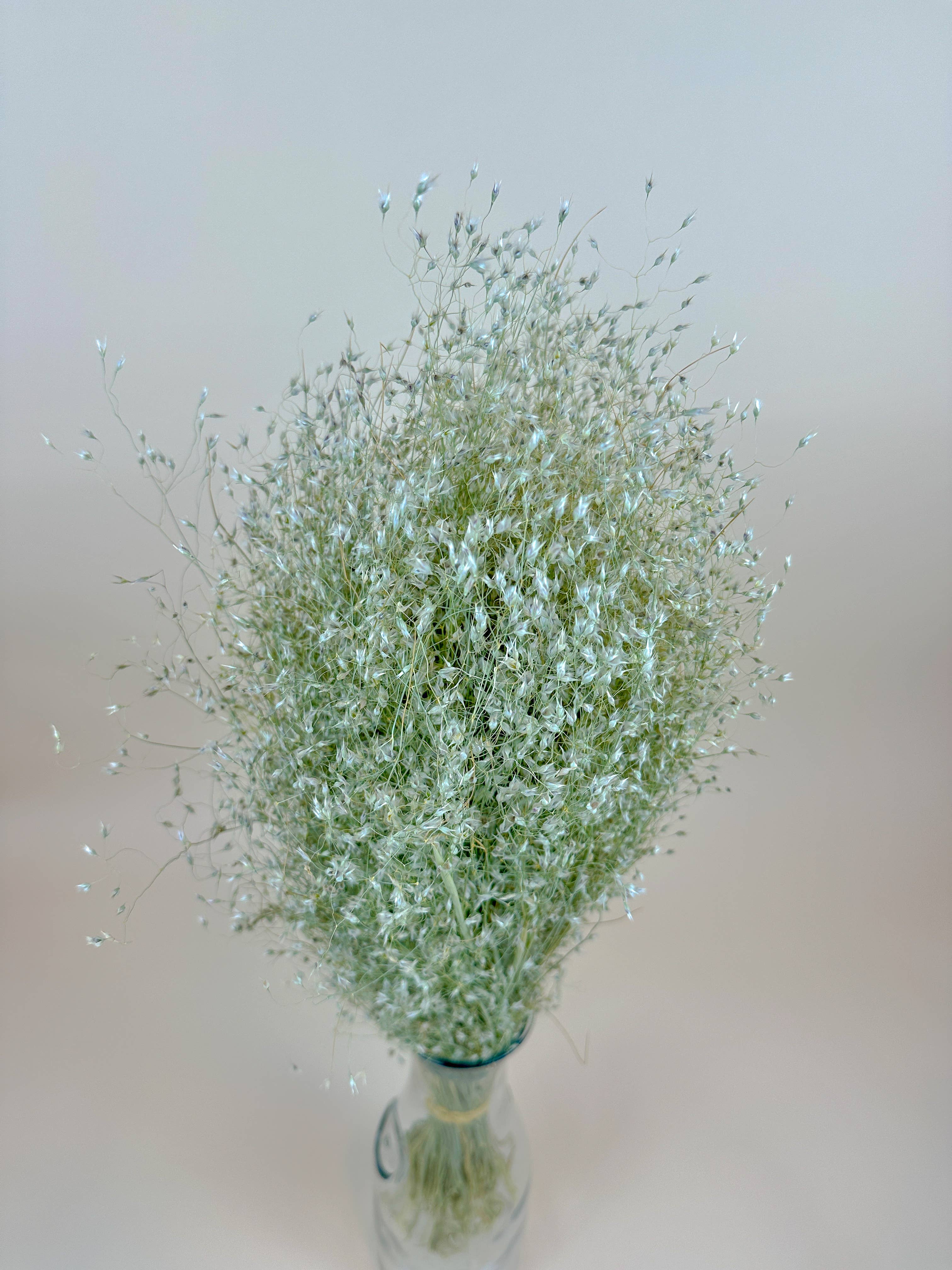 Lovejoy Farms Premium Dried Flowers – Engroshandel Tørrede/pressede blomster – Indian Rice Grass – naturligt lufttørret2